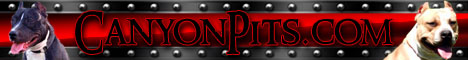 Breeder of the finest PR UKC American Pitbull Terriers in Arizona. Puppies Available!!!!!!!!!!!!